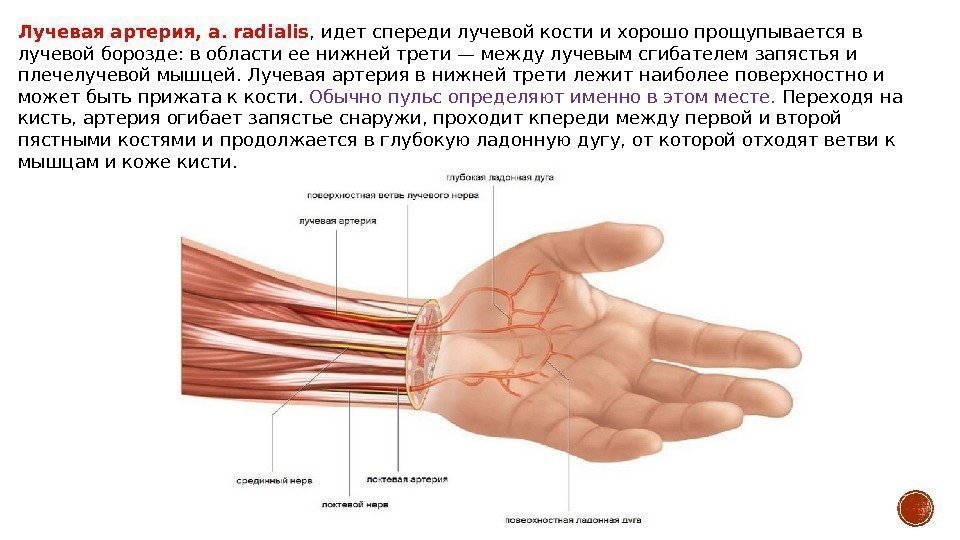 Лучевая артерия, a. radialis , идет спереди лучевой кости и хорошо прощупывается в лучевой