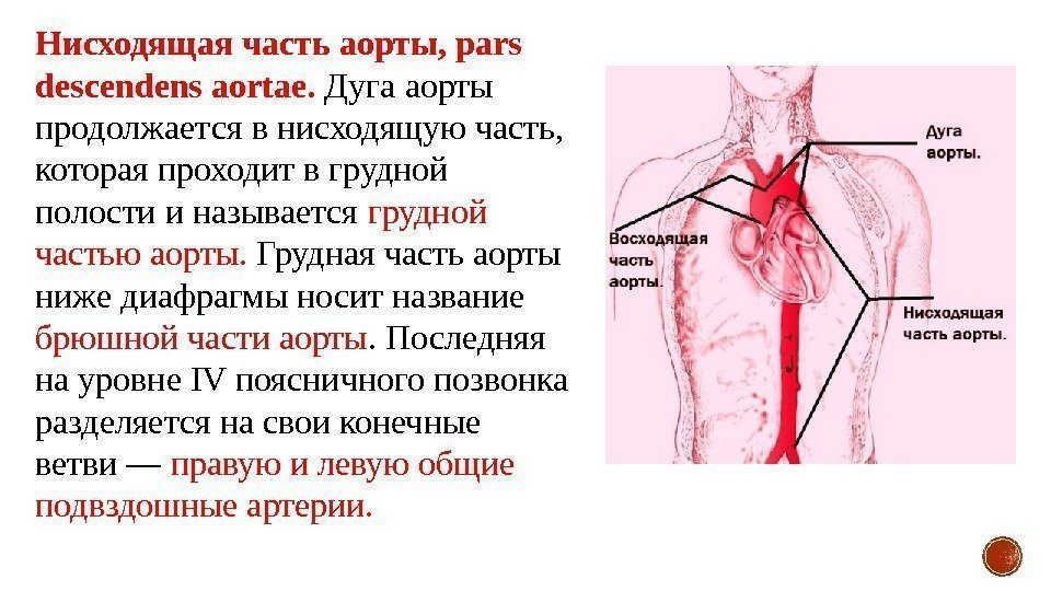 Нисходящая часть аорты, pars descendens aortae.  Дуга аорты продолжается в нисходящую часть, 