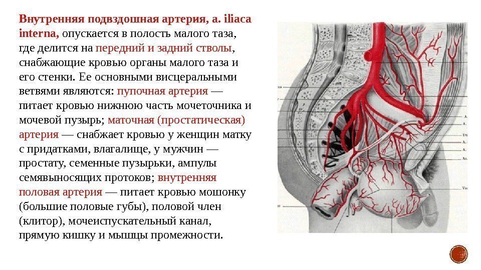 Внутренняя подвздошная артерия, a. iliaca interna,  опускается в полость малого таза,  где