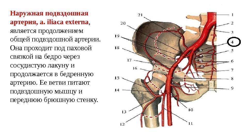 Наружная подвздошная артерия, a. iliaca externa ,  является продолжением общей подвздошной артерии. 