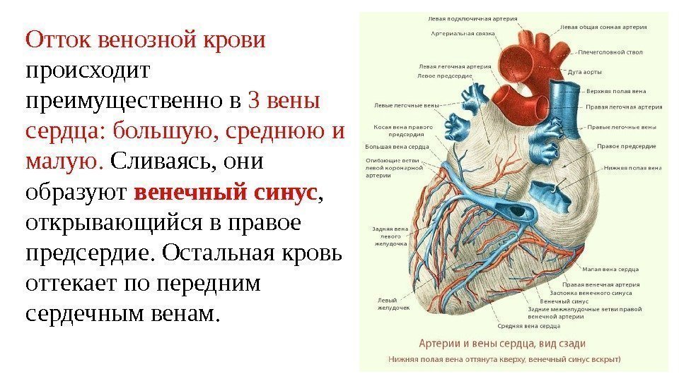 Отток венозной крови происходит преимущественно в 3 вены сердца: большую, среднюю и малую. 