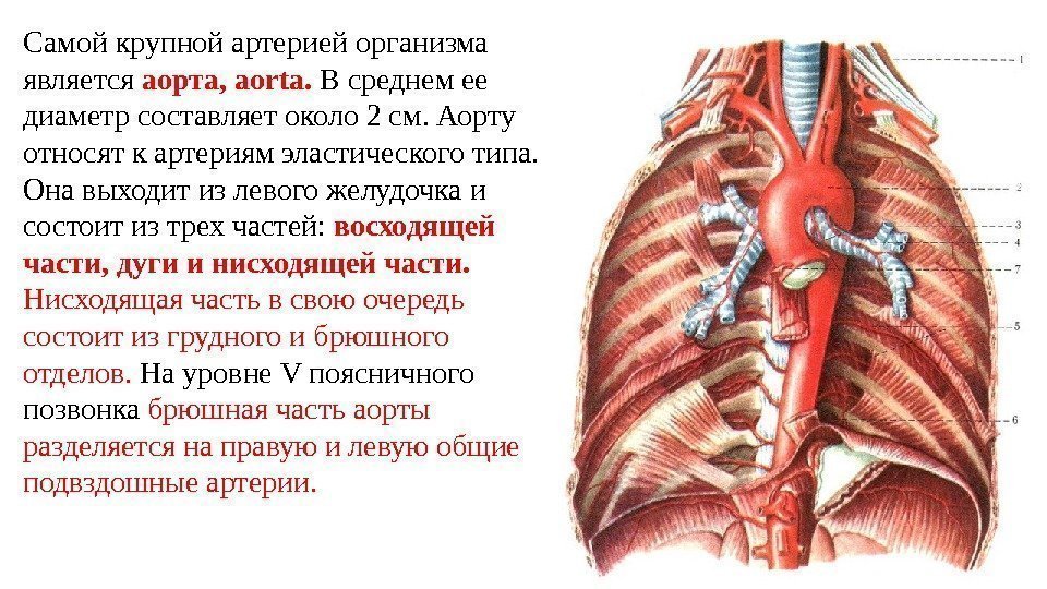 Самой крупной артерией организма является аорта, aorta.  В среднем ее диаметр составляет около
