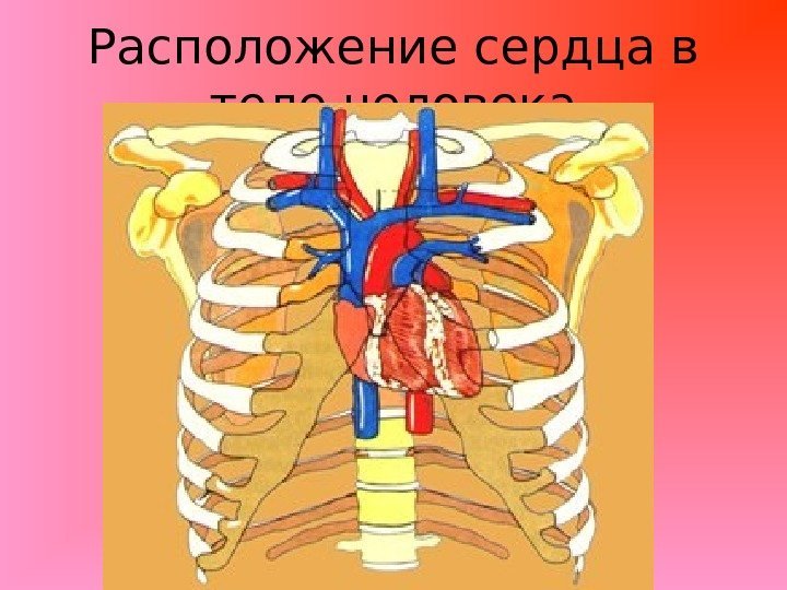 Расположение сердца в теле человека 