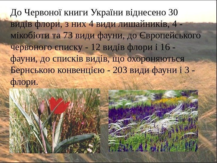 До Червоної книги України віднесено 30 видів флори, з них 4 види лишайників, 4