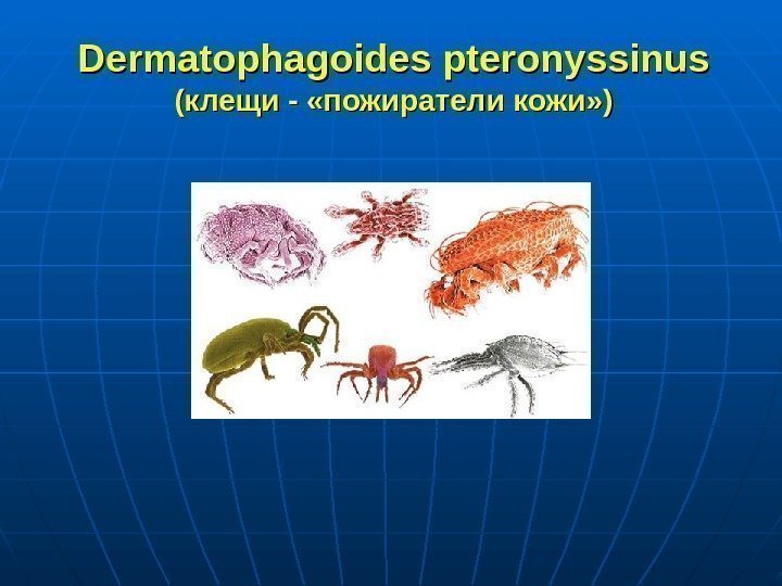 Dermatophagoides pteronyssinus (клещи - «пожиратели кожи» ) 