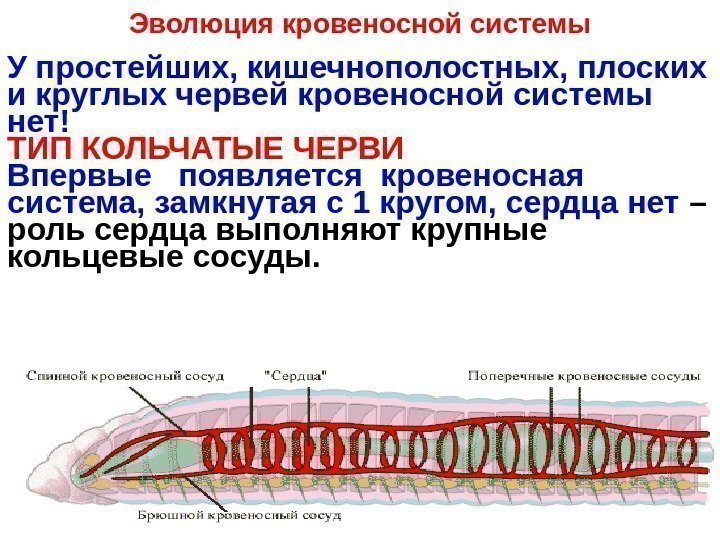   Эволюция кровеносной системы У простейших, кишечнополостных, плоских и круглых червей кровеносной системы