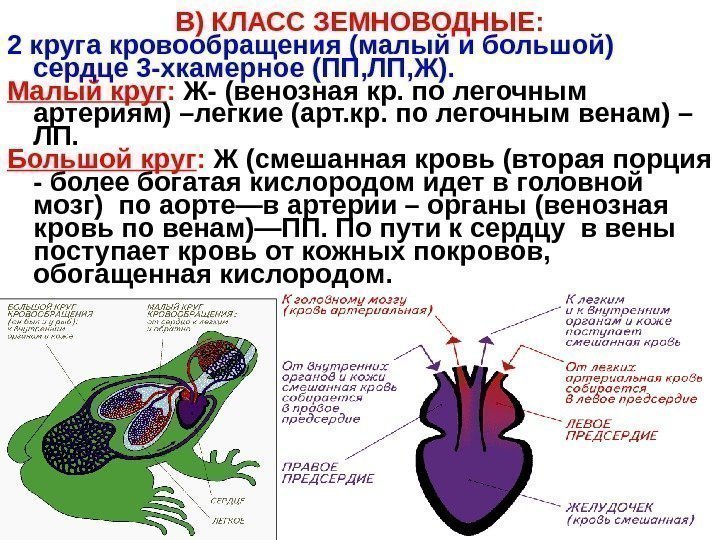   В) КЛАСС ЗЕМНОВОДНЫЕ: 2 круга кровообращения (малый и большой) сердце 3 -хкамерное