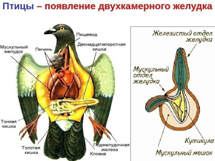   Птицы – появление двухкамерного желудка 