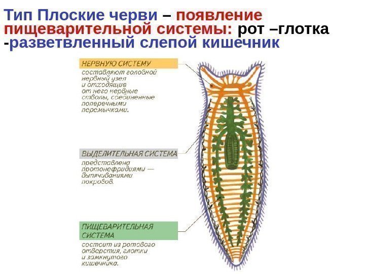   Тип Плоские черви – появление пищеварительной системы:  рот –глотка - разветвленный