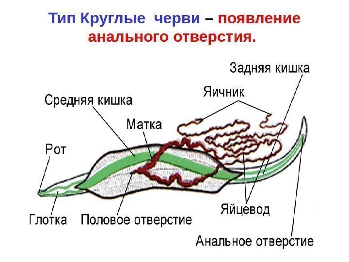   Тип Круглые черви – появление анального отверстия.  