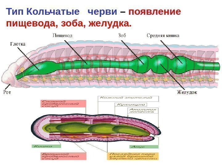   Тип Кольчатые  черви – появление  пищевода, зоба, желудка.  