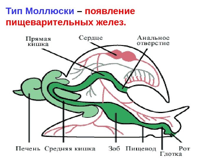   Тип Моллюски – появление  пищеварительных желез.  