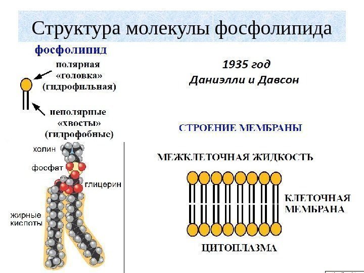 Структура молекулы фосфолипида 