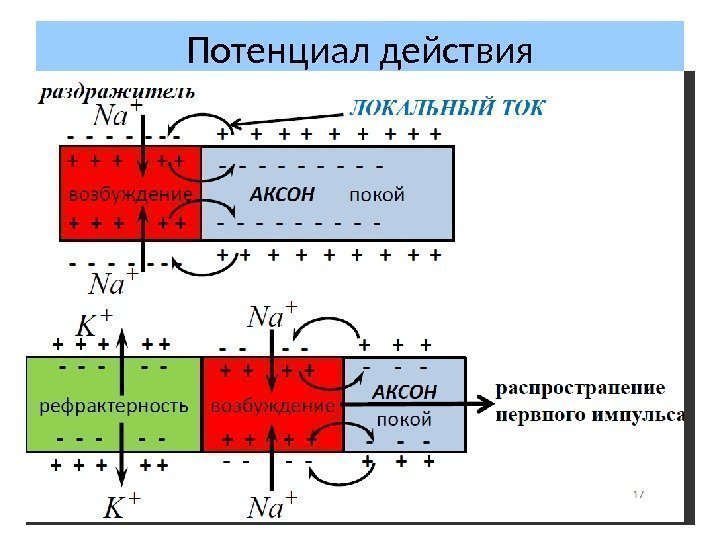 Потенциал действия 