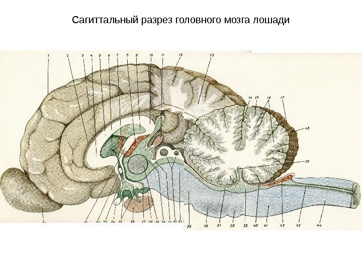 Мозг собаки отделы. Сагиттальный разрез головного мозга лошади. Строение головного мозга КРС. Сагиттальный разрез головного мозга анатомия. Структуры сагиттального разреза головного мозга.
