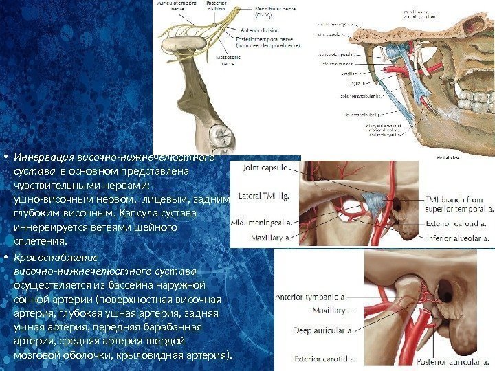 • Иннервация височно-нижнечелюстного сустава  в основном представлена чувствительными нервами:  ушно-височным нервом,