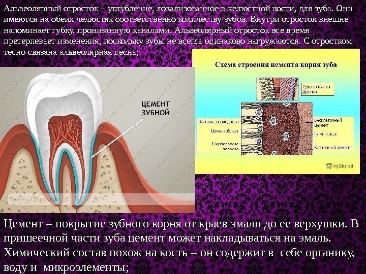 Альвеолярный отросток – углубление, локализованное в челюстной кости, для зуба. Они имеются на обеих