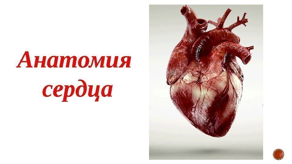 Анатомия  сердца 