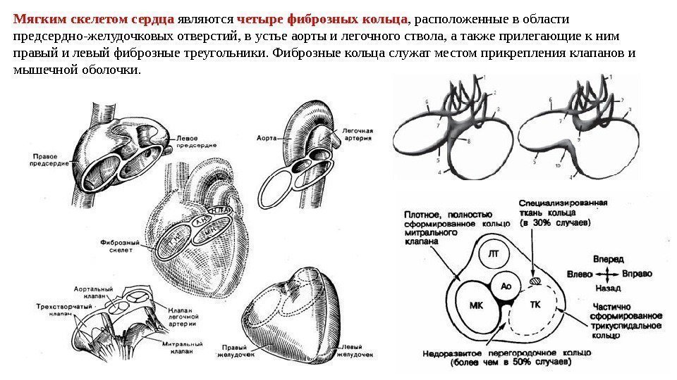 Мягким скелетом сердца являются четыре фиброзных кольца , расположенные в области предсердно-желудочковых отверстий, в