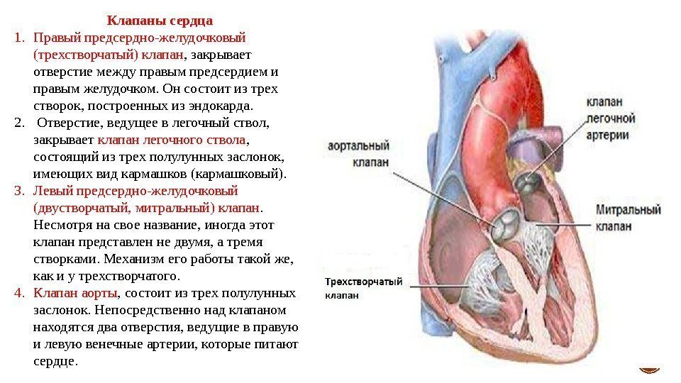 Клапаны сердца 1. Правый предсердно-желудочковый (трехстворчатый) клапан , закрывает отверстие между правым предсердием и