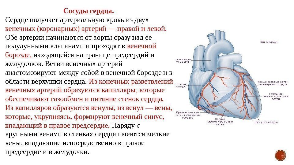 Сосуды сердца.  Сердце получает артериальную кровь из двух венечных (коронарных) артерий — правой