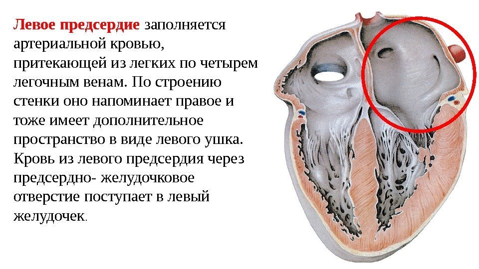 Левое предсердие заполняется артериальной кровью,  притекающей из легких по четырем легочным венам. По