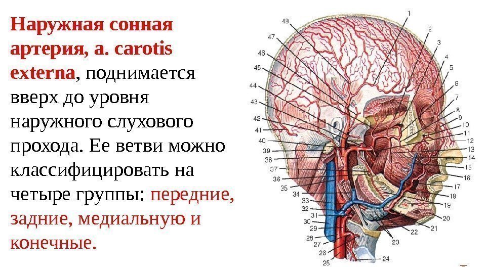 Наружная сонная артерия, a. carotis externa , поднимается вверх до уровня наружного слухового прохода.