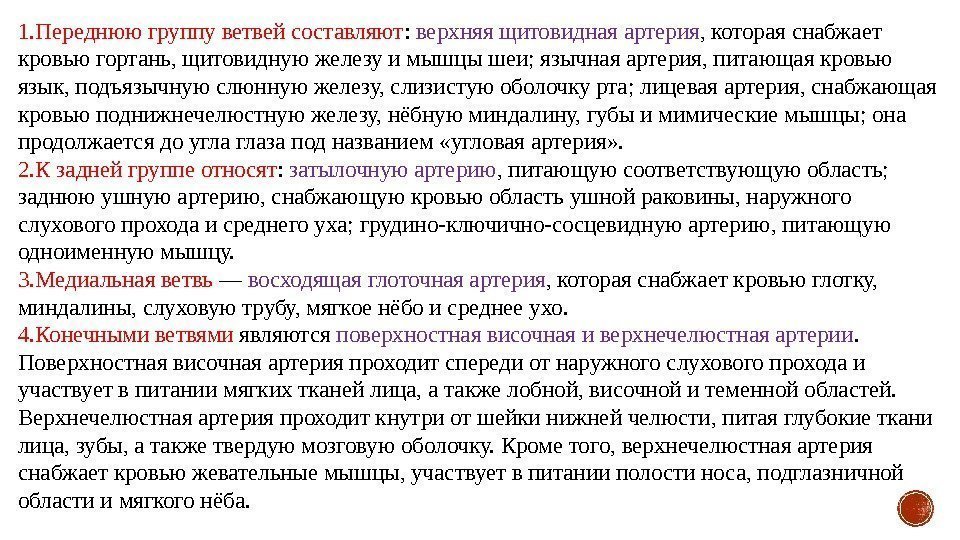 1. Переднюю группу ветвей составляют :  верхняя щитовидная артерия , которая снабжает кровью