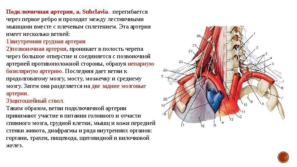 Подключичная артерия, a. Subclavia.  перегибается через первое ребро и проходит между лестничными мышцами