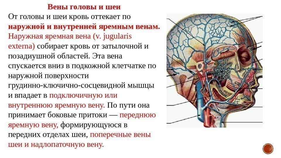 Вены головы и шеи От головы и шеи кровь оттекает по наружной и внутренней