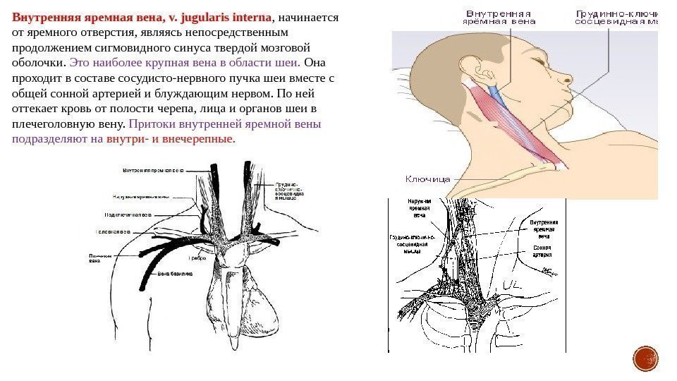 Внутренняя яремная вена, v. jugularis interna , начинается от яремного отверстия, являясь непосредственным продолжением