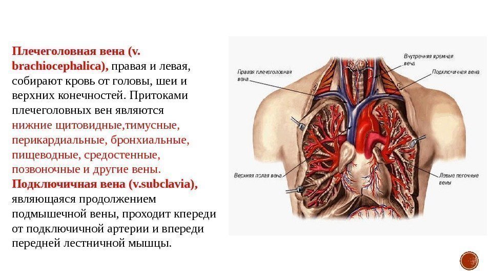 Плечеголовная вена (v.  brachiocephalica),  правая и левая,  собирают кровь от головы,