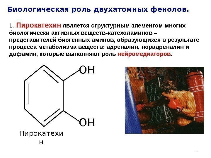 ОНОНБиологическая роль двухатомных фенолов. 29 Пирокатехи н 1.  Пирокатехин является структурным элементом многих
