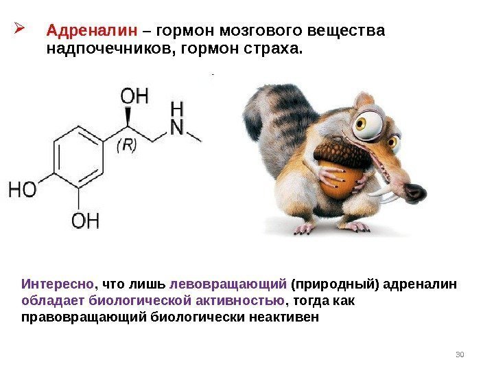  Адреналин – гормон мозгового вещества надпочечников, гормон страха.  30 Интересно , что