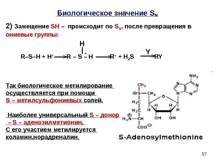 57 Биологическое значение SN H  Y + Так биологическое метилирование осуществляется при помощи