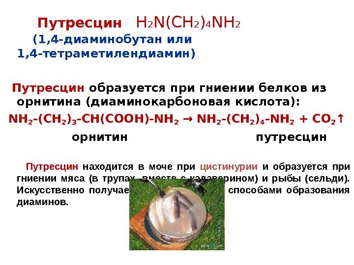 Путресцин H 2 N(CH 2 ) 4 NH 2  (1, 4 -диаминобутан или