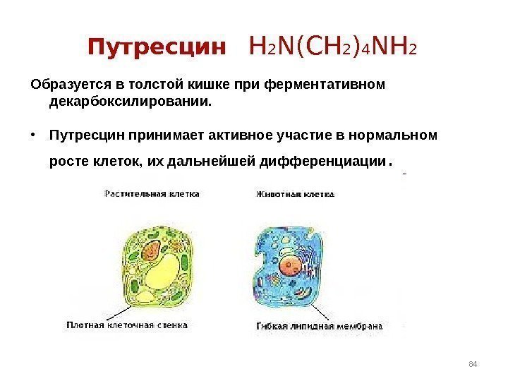 Путресцин H 2 N(CH 2 ) 4 NH 2 Образуется в толстой кишке при