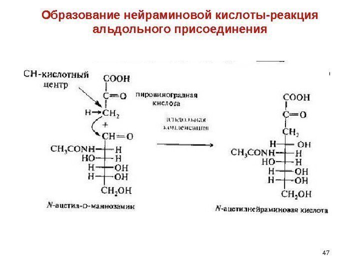 Образование нейраминовой кислоты-реакция альдольного присоединения 47 