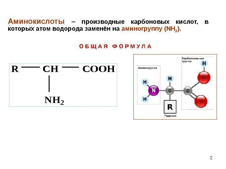 2 Аминокислоты  –  производные карбоновых кислот,  в которых атом водорода заменён