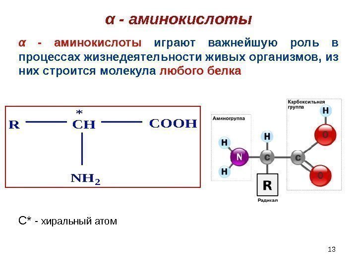 13α - аминокислоты. RCHCOOH NH 2 * α - аминокислоты играют важнейшую роль в