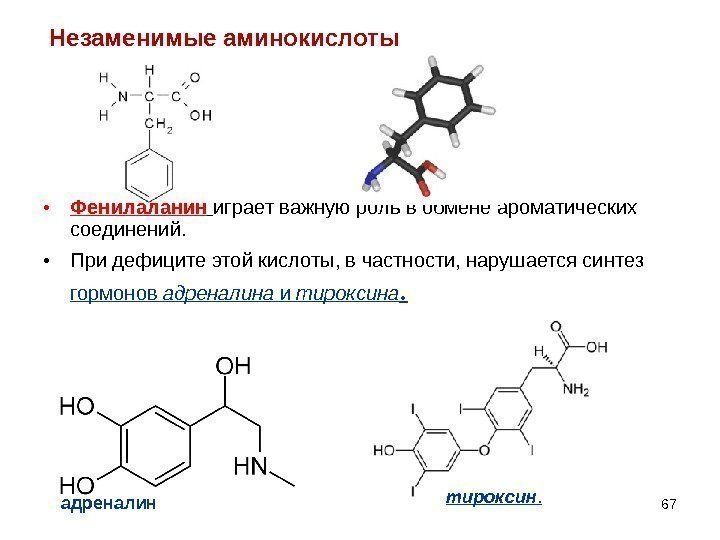  • Фенилаланин  играет важную роль в обмене ароматических соединений.  • При