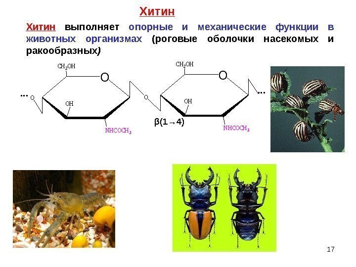 Хитин  выполняет опорные и механические функции в животных организмах (роговые оболочки насекомых и