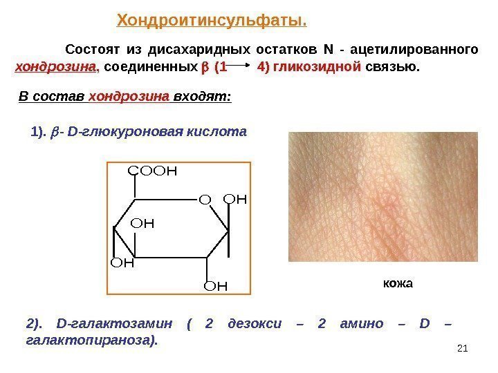 21 Состоят из дисахаридных остатков N  - ацетилированного хондрозина ,  соединенных 