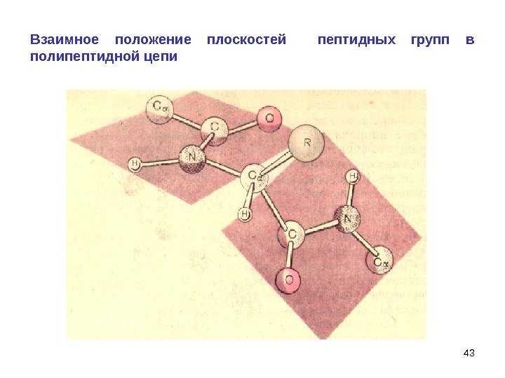 43 Взаимное положение плоскостей  пептидных групп в полипептидной цепи 