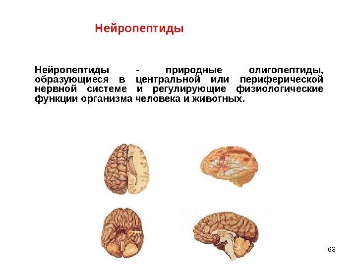 63 Нейропептиды - природные олигопептиды,  образующиеся в центральной или периферической нервной системе и