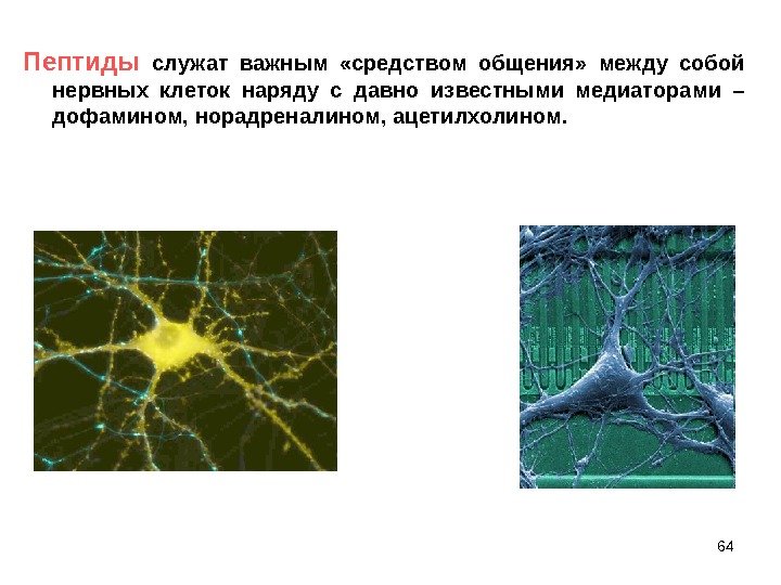 64 Пептиды служат важным  «средством общения»  между собой нервных клеток наряду с