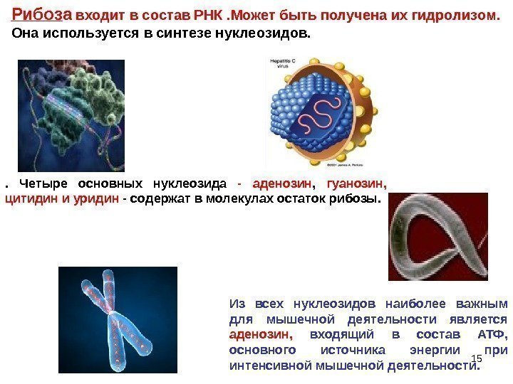 Рибоз а входит в состав РНК. Может быть получена их гидролизом.  Она используется