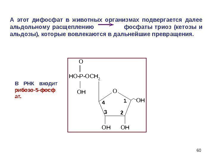 60 HO-P-OCH 2 O OH OHOH O OH 1 234 А этот дифосфат в