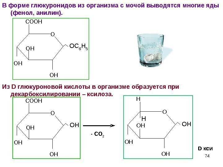 74 В форме глюкуронидов из организма с мочой выводятся многие яды (фенол, анилин). Из