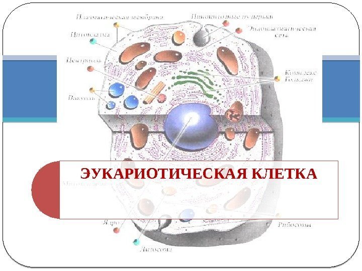 Эукариотическая клетка презентация. Эукариотическая клетка описание. Строение эукариотической клетки презентация. Строение эукариотической животной клетки неклеточные структуры.